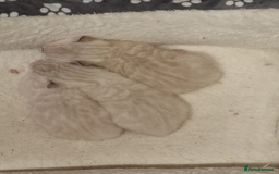 Bengal cats for sale: Snow Bengal kitten - Image 9