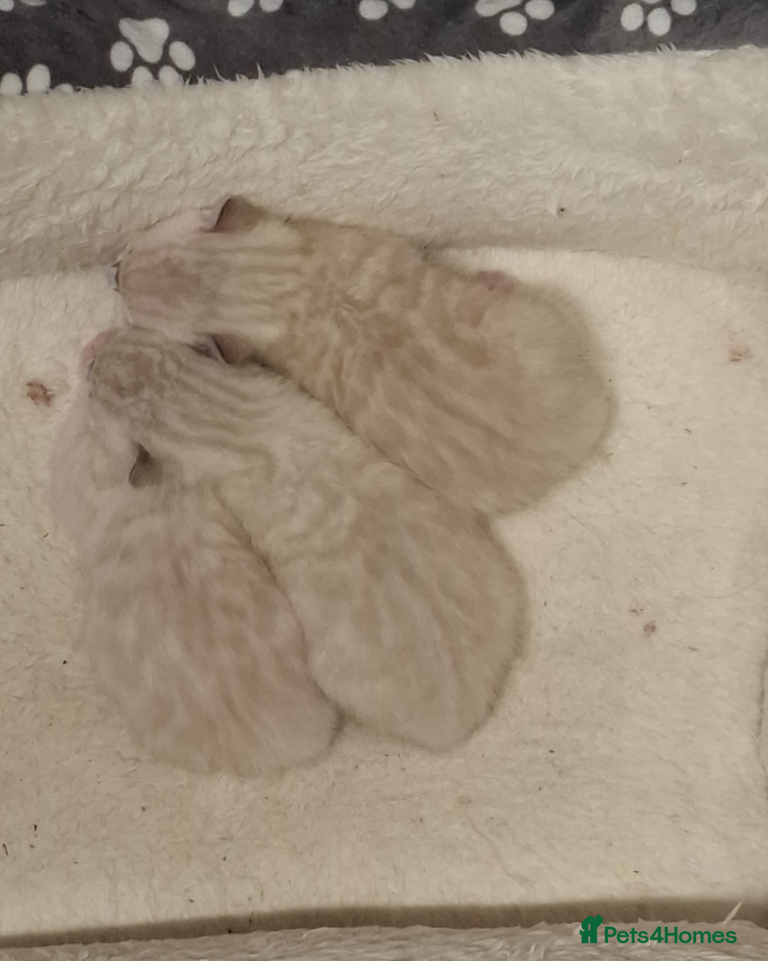 Bengal cats for sale: Snow Bengal kitten - Image 9