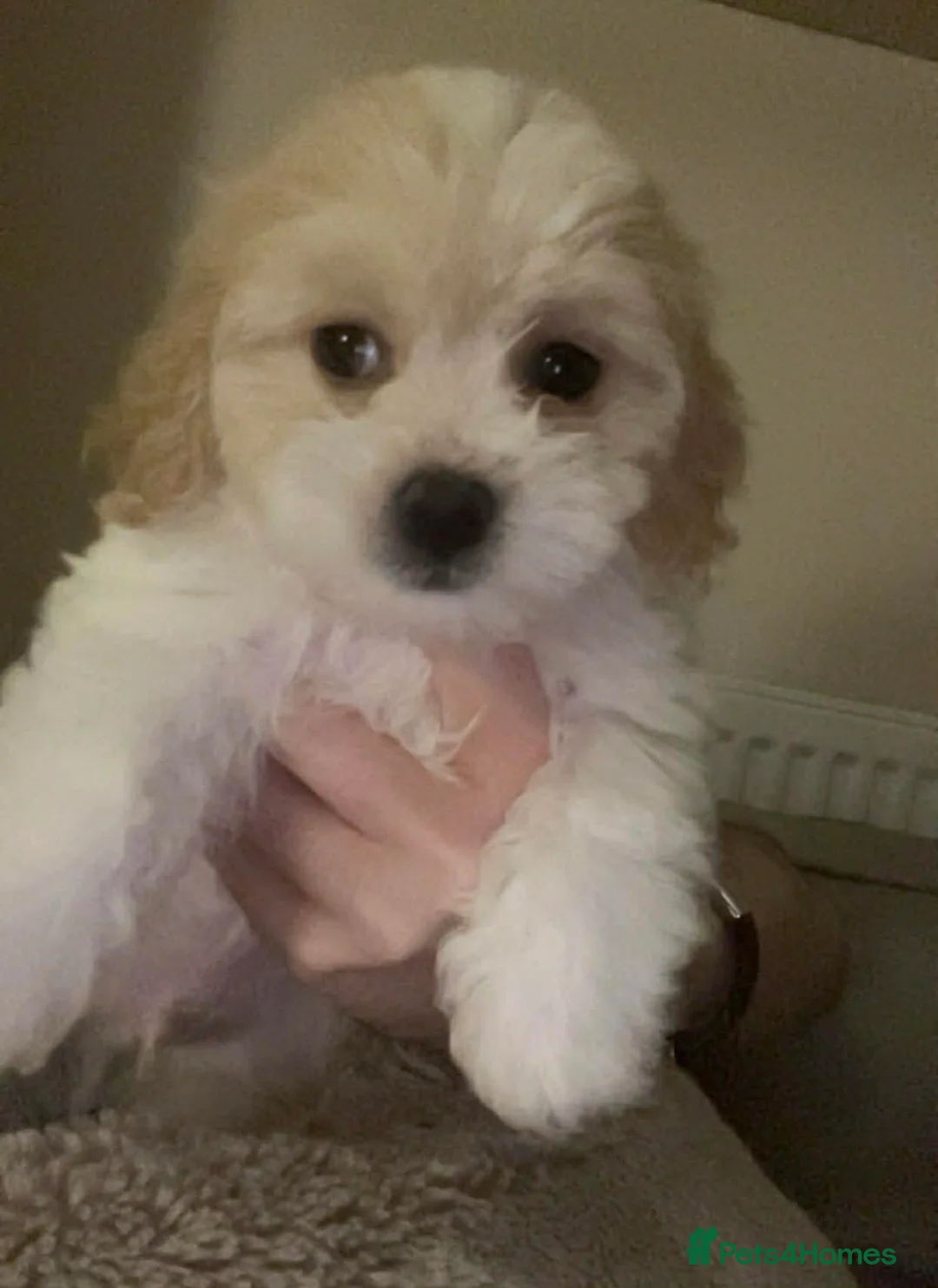 Mixed Breed dogs for sale: 2 x  HAVACHON pups for sale *Ready Now - Advert 2