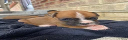 Boxer dogs for sale: Boxer puppies kc registered 5 star council licence - Advert 14