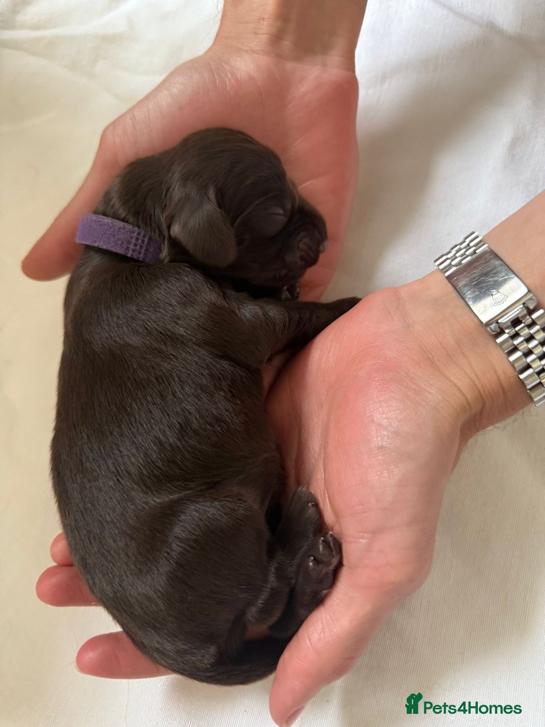 Flat coated Retriever dogs for sale: Flat coat Retriever Puppies for sale - Image 8