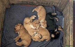 Cocker Spaniel dogs for sale: Working Cocker Spaniel Puppies  - Image 13