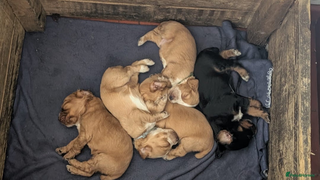 Cocker Spaniel dogs for sale: Working Cocker Spaniel Puppies  - Image 13