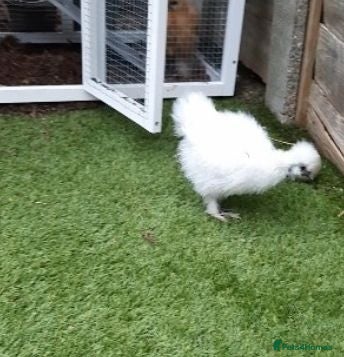 Chickens poultry Silkie cock - Advert 2