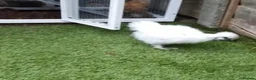 Chickens poultry for sale: Silkie cock in Littlehampton - Advert 1