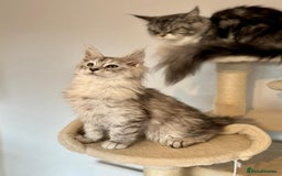 Maine Coon cats for sale: TICA Stunning Maine Coon Kittens - ACTIVE 🩷 - Image 13