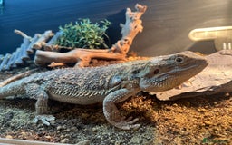 Bearded Dragon reptiles for sale: Bearded dragon and large enclosure with lighting - Image 2