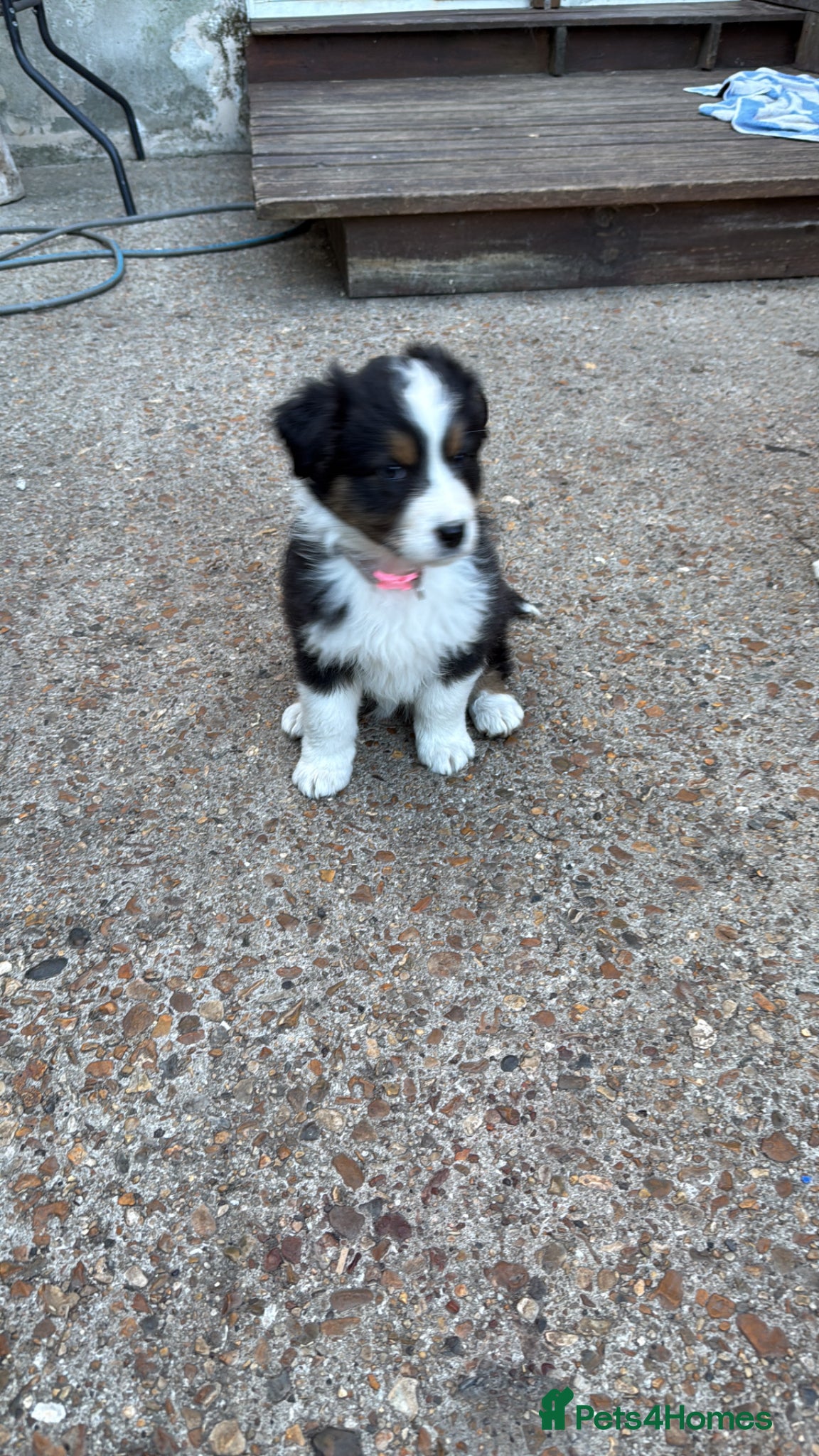 Australian Shepherd dogs The beautiful female Australian Shepherd - Advert 2