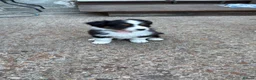Australian Shepherd dogs for sale: The last beautiful female Australian Shepherd in Poole - Advert 8