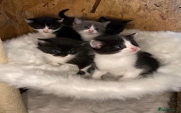 Ragdoll cats for sale: RagDoll X Kittens  - Image 6