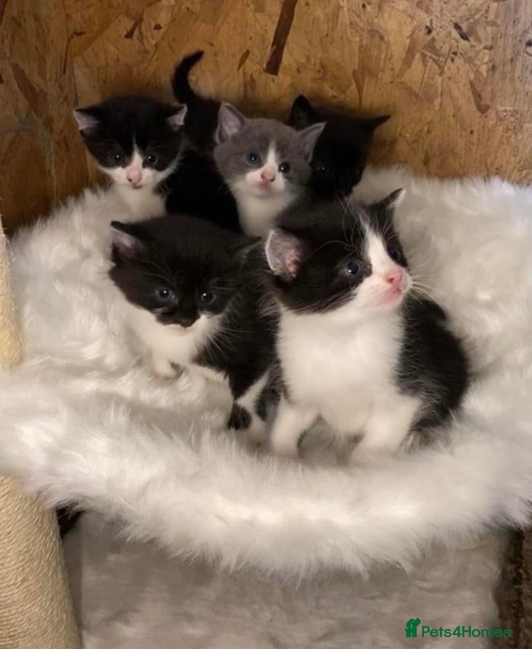 Ragdoll cats for sale: RagDoll X Kittens  - Image 6