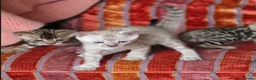 Bengal cats for sale: Outstanding Bengal kittens , European champion dad - Advert 14
