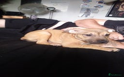 Mixed Breed dogs for sale: 4 beautiful pocket bully/mixed - Image 35