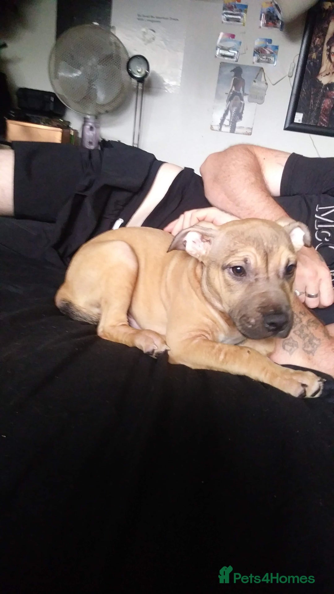 Mixed Breed dogs for sale: 4 beautiful pocket bully/mixed - Image 35