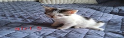 Domestic Shorthair cats for sale: 3 gorgeous kittens for sale - Advert 34
