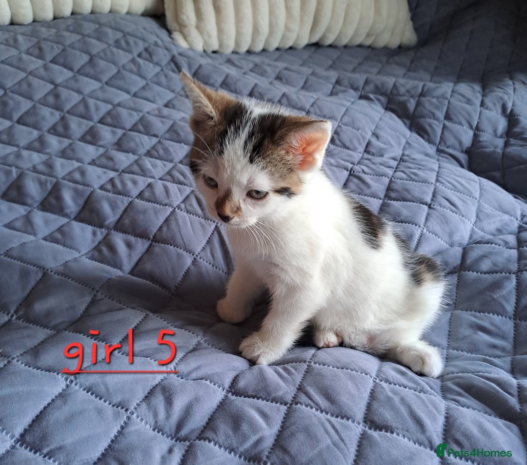 Domestic Shorthair cats for sale: 3 gorgeous kittens for sale - Advert 34
