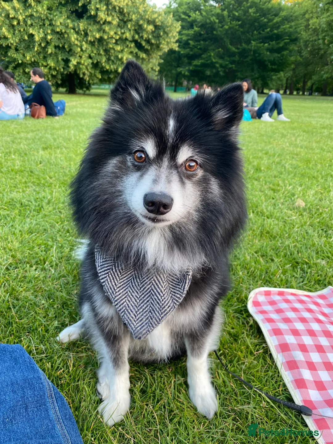 Pomsky dogs for stud: Pomsky for Stud - Advert 9