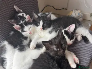 Ragdoll cats 3 LEFT!! Beautiful Ragdoll mixed kittens - Advert 9