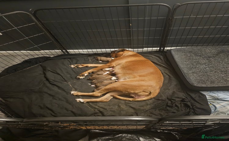 Boxer dogs - Advert 2