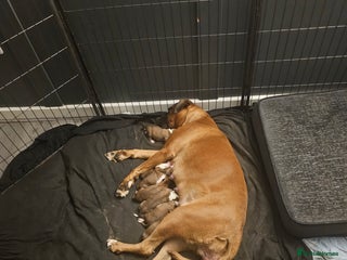 Boxer dogs Boxer babies - Advert 1