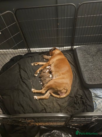 Boxer dogs - Advert 2