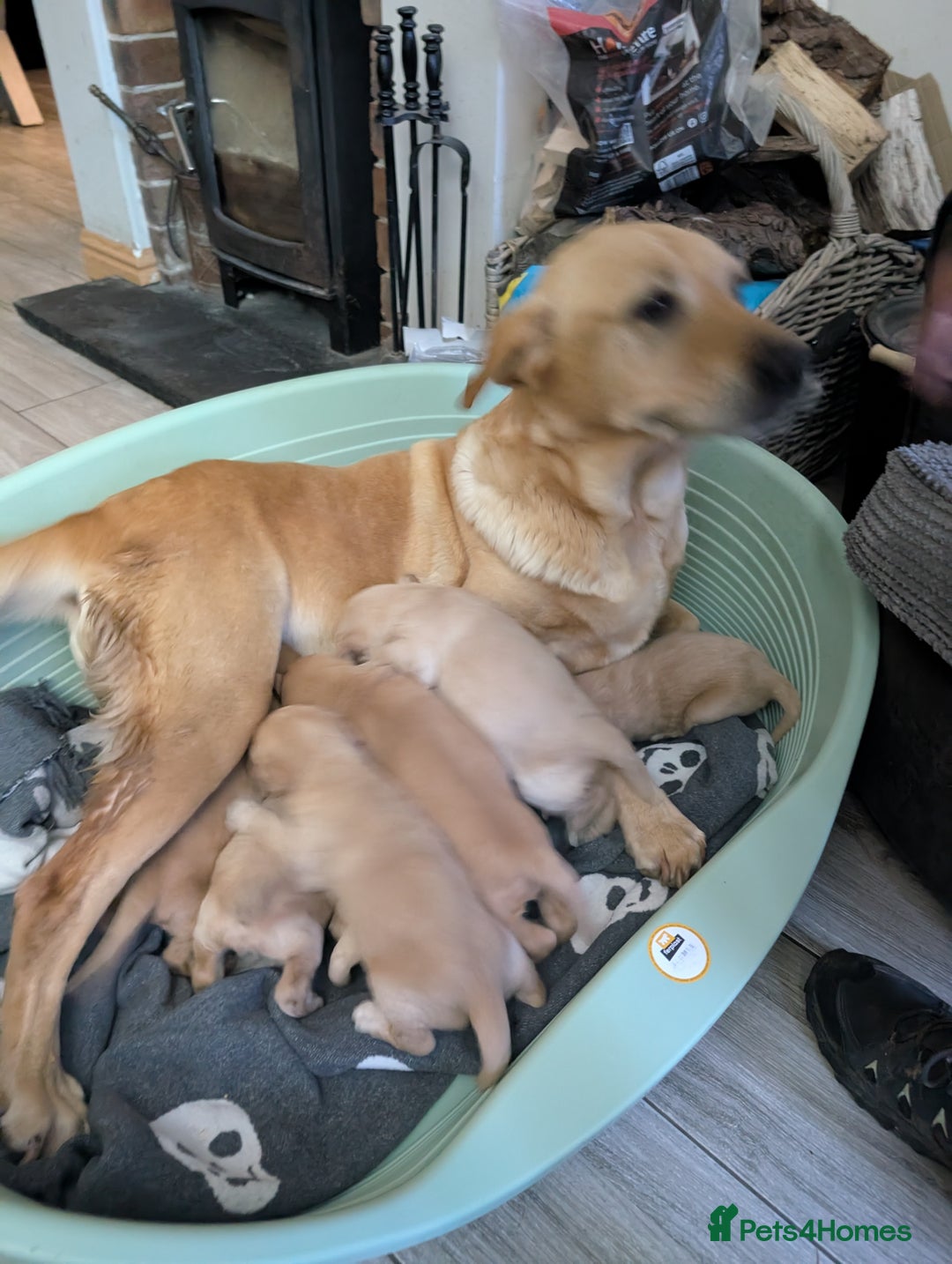 Labradoodle dogs for sale: F1 Labradoodle puppies  - Image 22