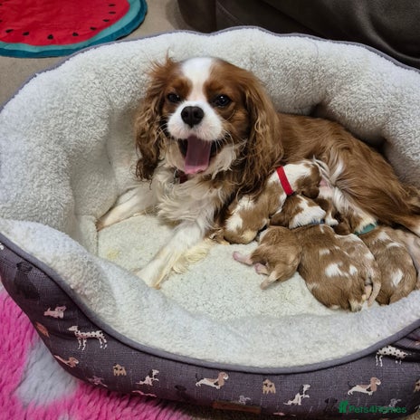 Cavalier King Charles Spaniel dogs - Advert 9