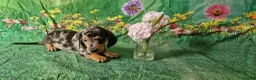Miniature Dachshund dogs for sale: Stunning smooth haired miniature dacshund - Advert 18