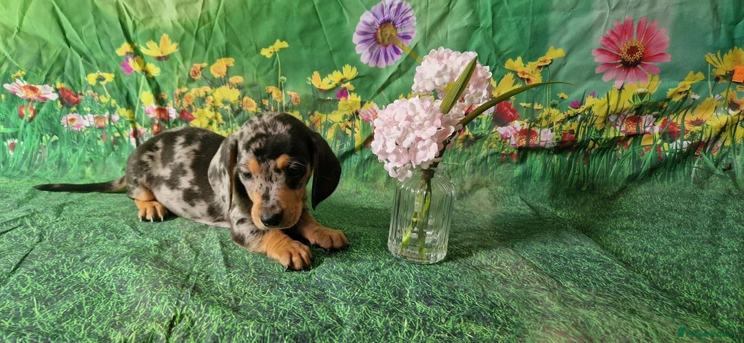 Miniature Dachshund dogs for sale: Stunning smooth haired miniature dacshund - Advert 25