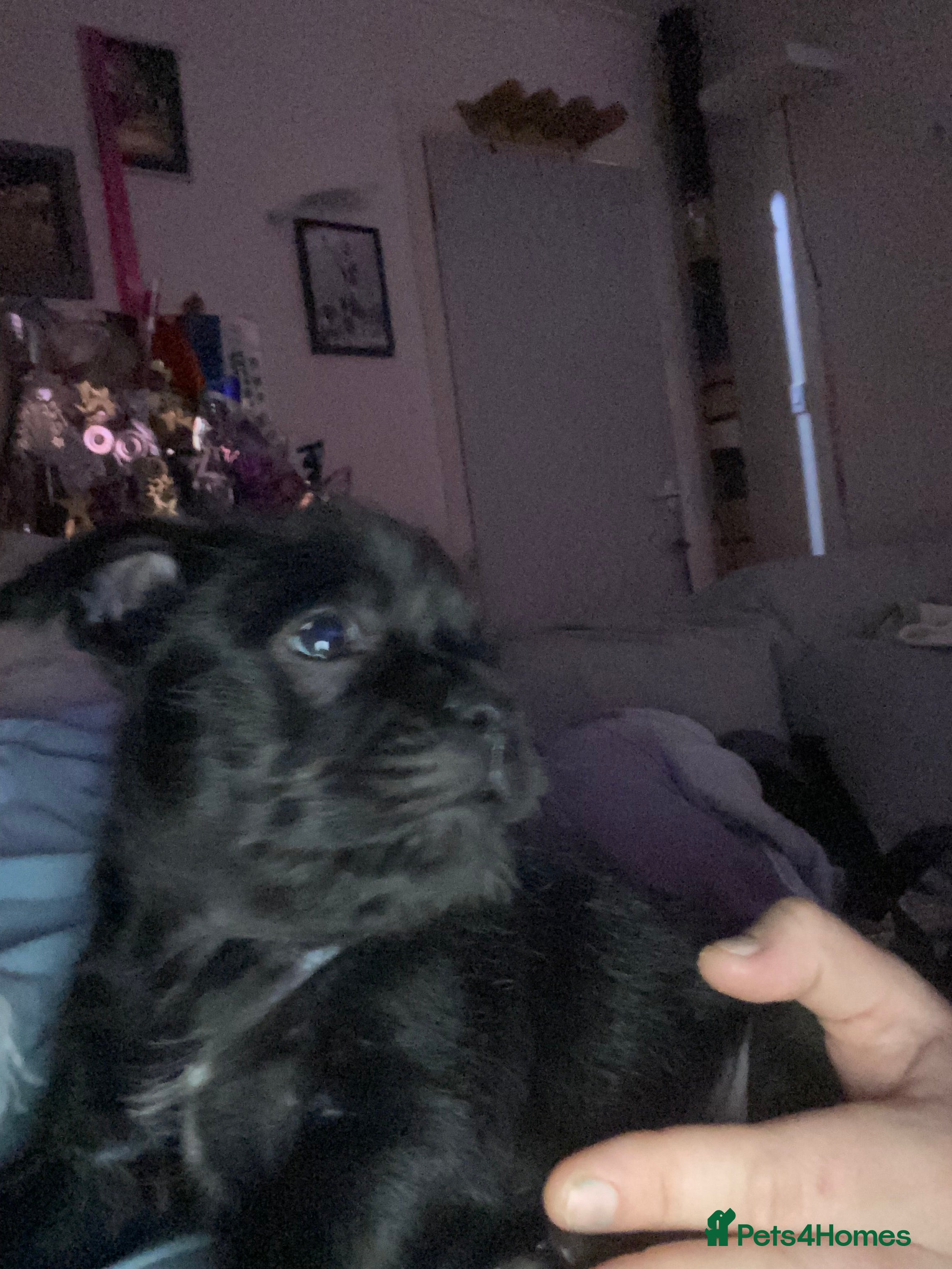 Mixed Breed dogs 1 male - Advert 4