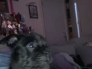 Mixed Breed dogs 1 male - Advert 4