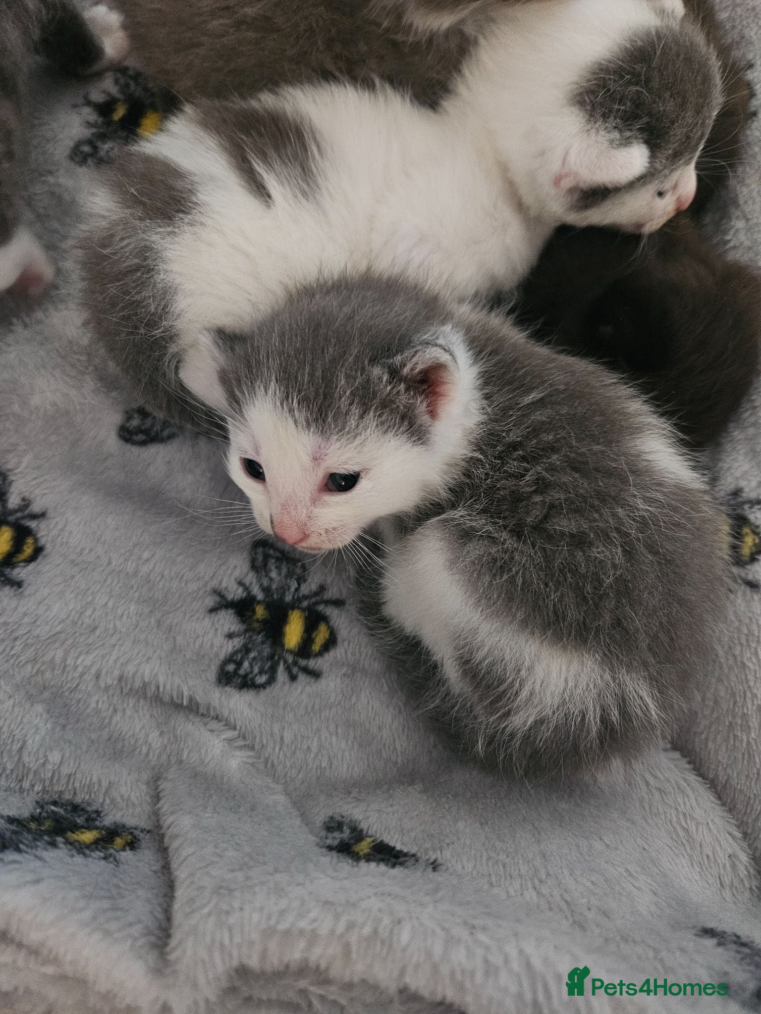Mixed Breed cats 5 beautiful kittens - Advert 10