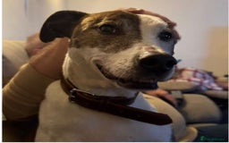 Mixed Breed dogs for adoption: Cody, crossbreed in need of loving home. - Advert 2