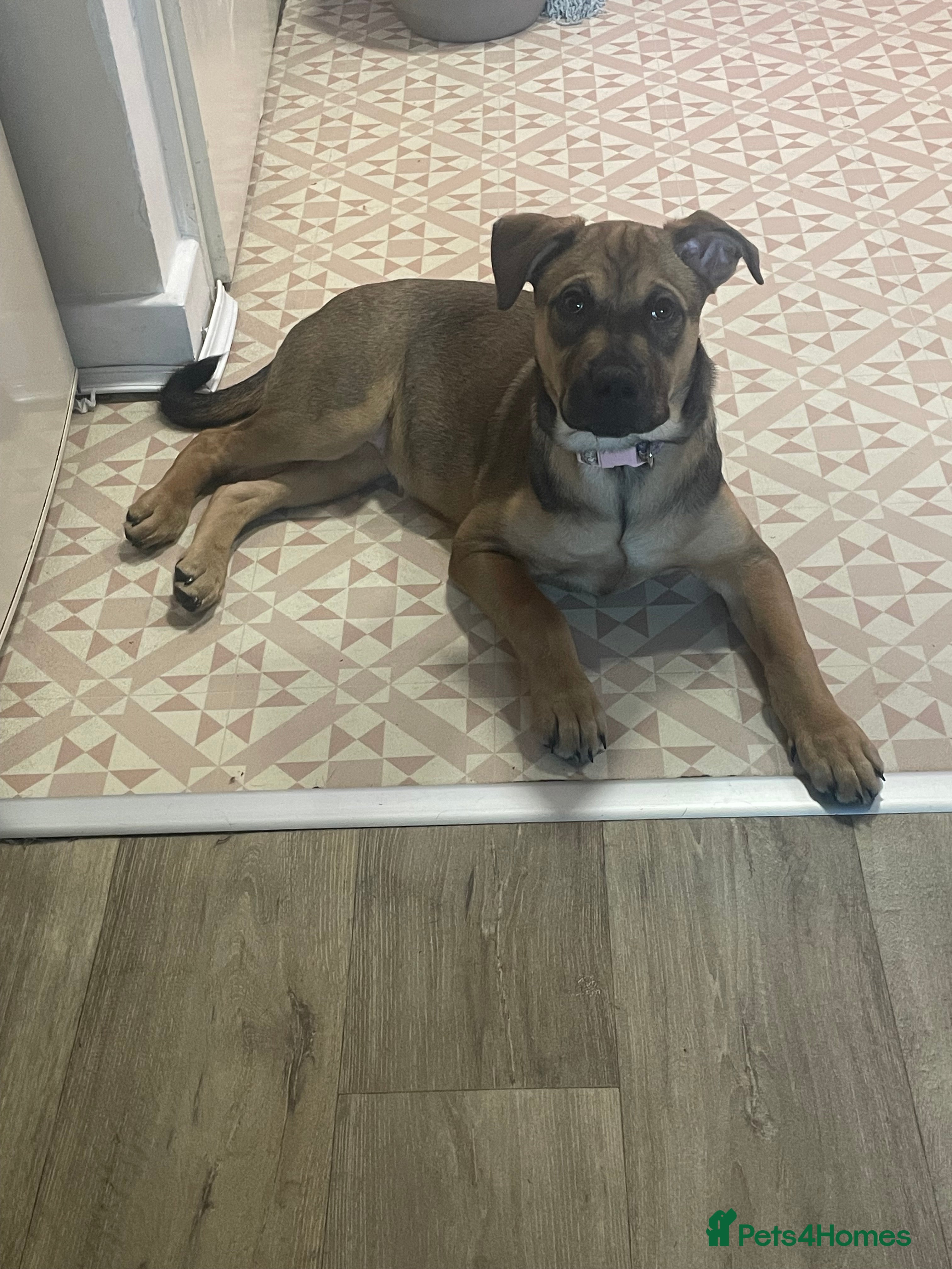 Mixed Breed dogs Beautiful bullmastiff x German shepherd pup girl - Advert 2