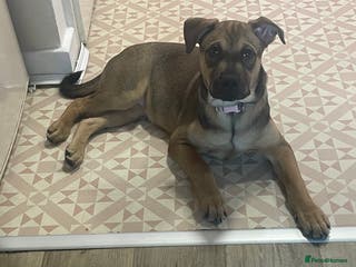 Mixed Breed dogs Beautiful bullmastiff x German shepherd pup girl - Advert 1