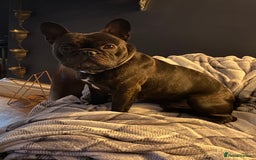 French Bulldog dogs for sale: Rehoming - 8 year old French Bulldog - Image 8