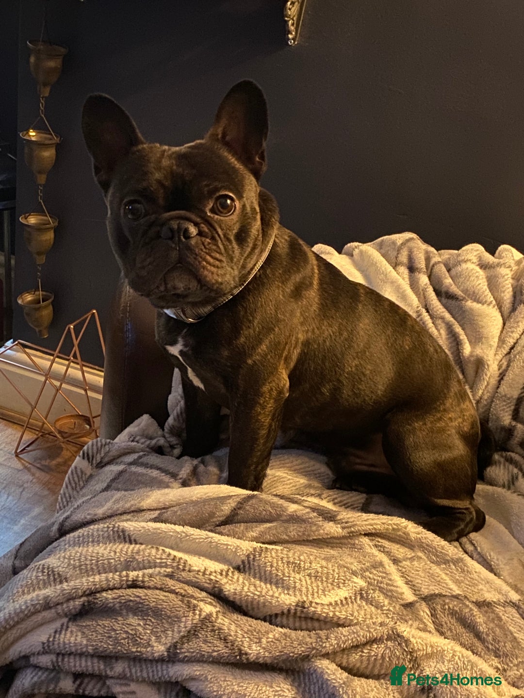 French Bulldog dogs for sale: Rehoming - 8 year old French Bulldog - Image 8