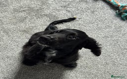 Cocker Spaniel dogs for sale: Black Cocker spaniel  - Image 4