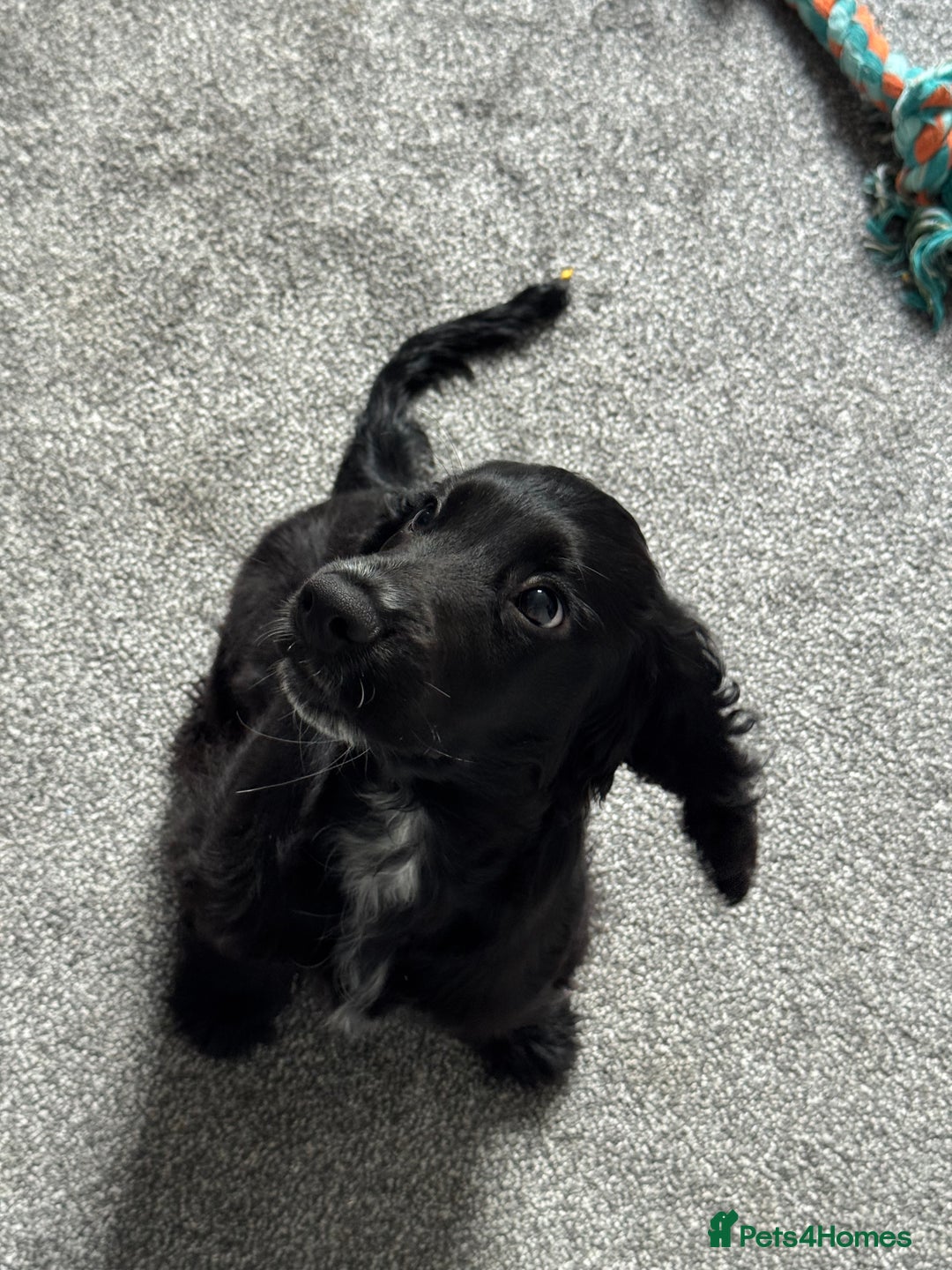 Cocker Spaniel dogs for sale: Black Cocker spaniel  - Image 4