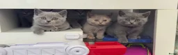 British Shorthair cats for sale: Beautiful Blue British Shorthair Kittens Ready Now - Advert 8