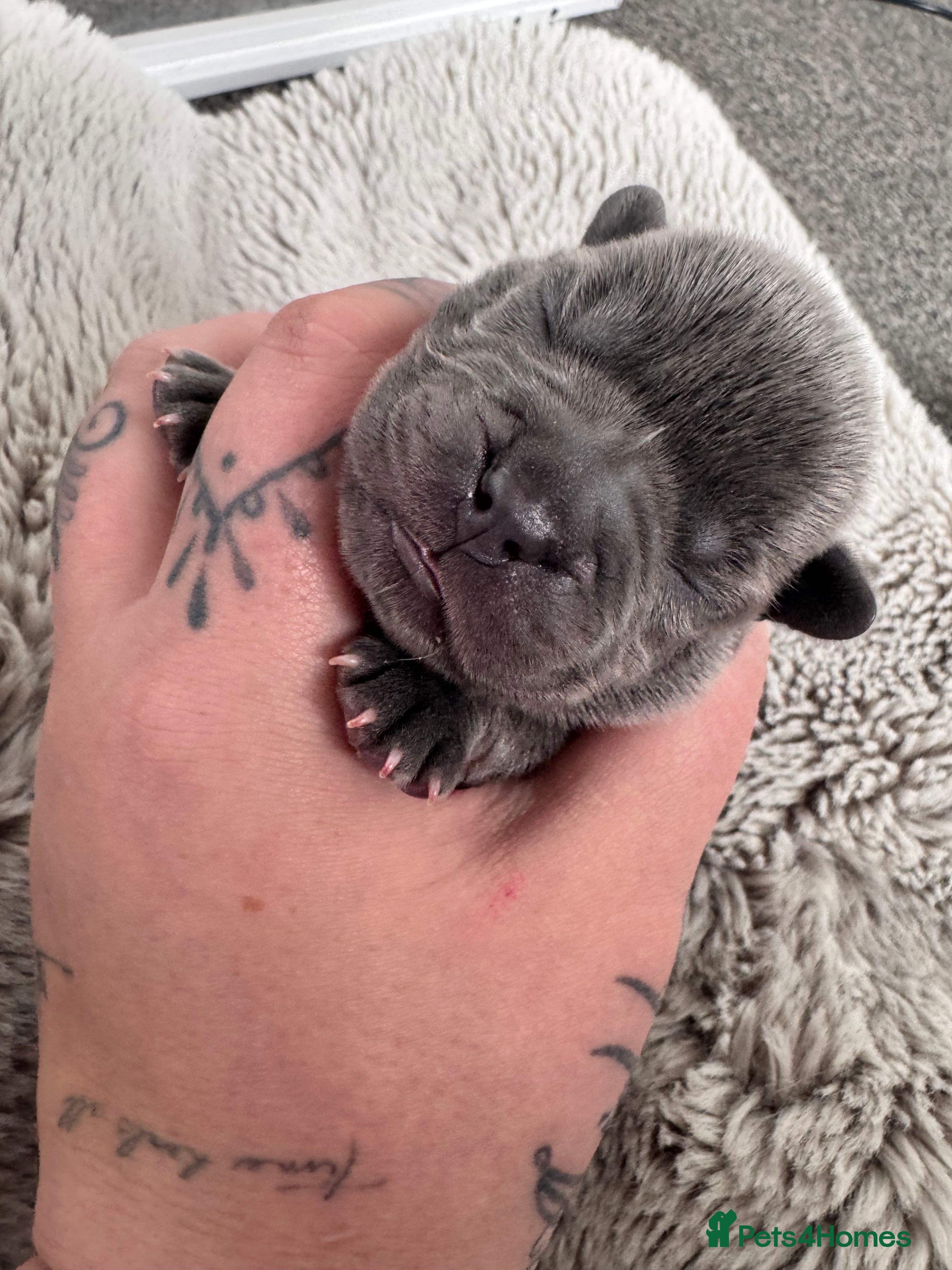 Mixed Breed dogs for sale: Beautiful Litter of French Chows - Advert 26