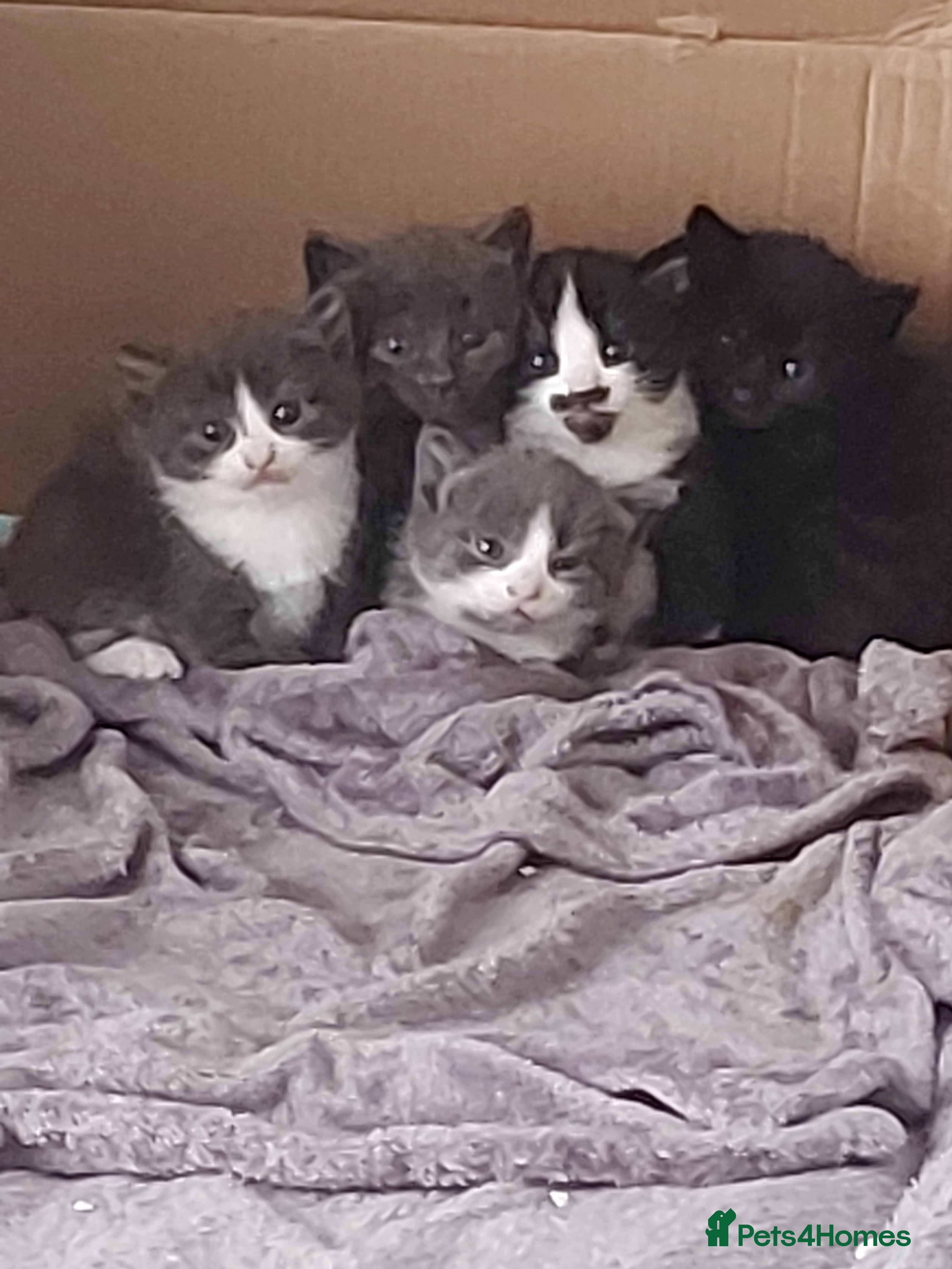Mixed Breed cats Beautiful semi long haired grey kittens - Advert 10