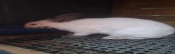 Mixed Breed rabbits for sale: Californian cross New Zealand White Rabbits  - Advert 9