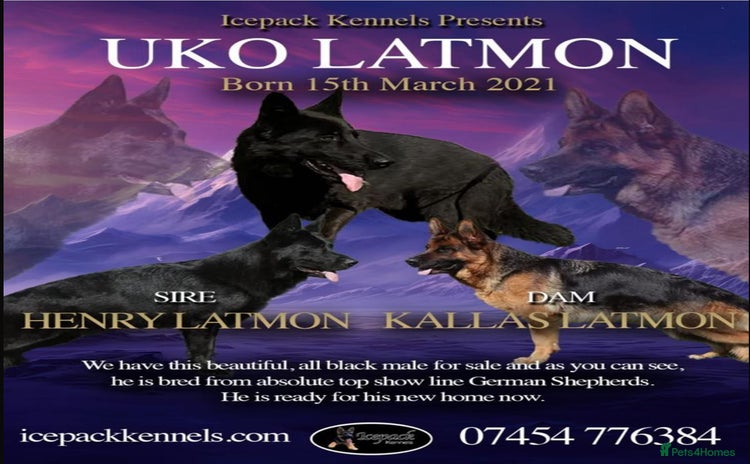 German Shepherd dogs - Advert 10