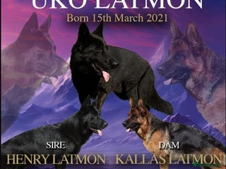 German Shepherd dogs - Advert 27