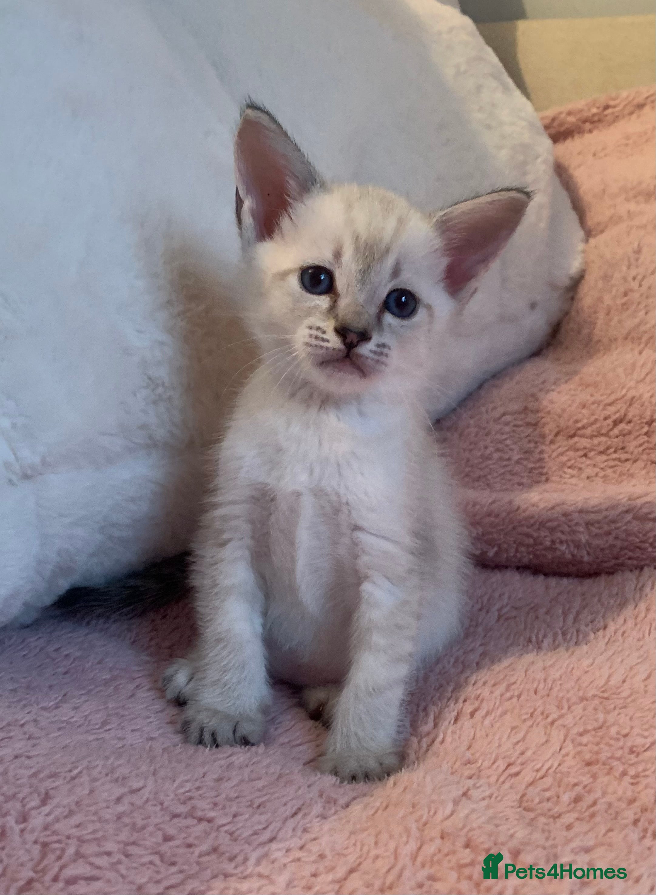 Siamese cats Siamese x Maine coon  - Advert 1