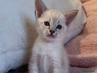 Siamese cats Siamese x Maine coon - Advert 1