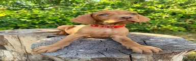 Red Collar Boy