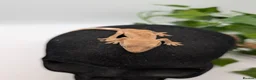 Gecko reptiles for sale: Mixed Morph Crested Gecko - Advert 9