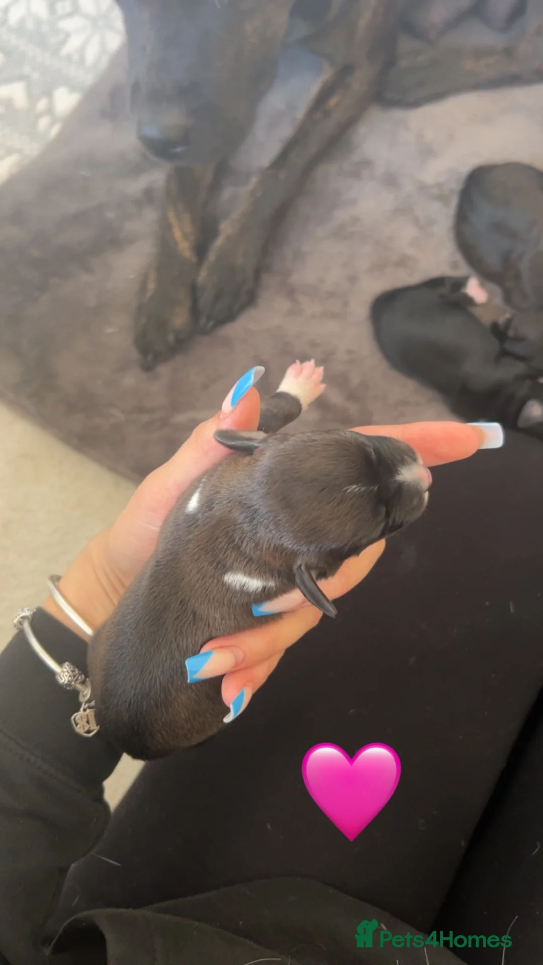 Mixed Breed dogs for sale: Staff/Cocker Pups in Cranbrook - Advert 2